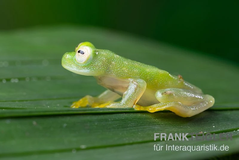 Fleischmann's Glasfrosch, Hyalinobatrachium Fleischmanni 2 Fleischmann's Glasfrosch, Hyalinobatrachium Fleischmanni