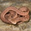 Gansi-Eierschlange, Dasypeltis Gansi 1 Gansi-Eierschlange, Dasypeltis Gansi -Zoofachgeschäft Gansi Eierschlange Dasypeltis gansi neu 1