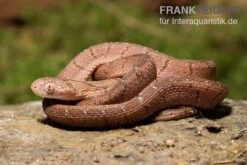 Gansi-Eierschlange, Dasypeltis Gansi -Zoofachgeschäft Gansi Eierschlange Dasypeltis gansi neu 3