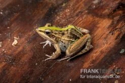 Gestreifter Grasfrosch, Ptychadena Porosissima -Zoofachgeschäft Gestreifter Grasfrosch Ptychadena porosissima 3
