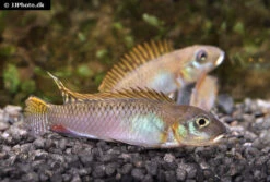 Zoofachgeschäft -Zoofachgeschäft Glaenzender Zwergbuntbarsch Nanochromis splendens 2