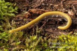 Golden-Cave-Tausendfüßer, Spiroboulus Sp. “Golden Cave” -Zoofachgeschäft Golden Cave Tausendfuesser Spirobolus sp Golden Cave 3