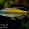 Goldener Kongosalmler, Phenacogrammus Aurantiacus -Zoofachgeschäft Goldener Kongosalmler Phenacogrammus aurantiacus 1