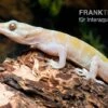 Goldgecko, Gekko Ulikovskii -Zoofachgeschäft Goldgecko Gekko ulikovskii 1
