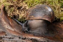 Große Achatschnecke, Archachatina Marginata Ovum -Zoofachgeschäft Grosse Achatschnecke Archachatina marginata ovum 3