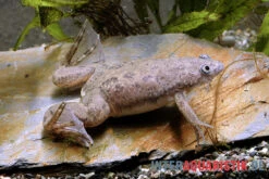 Großer Krallenfrosch, Xenopus Muelleri