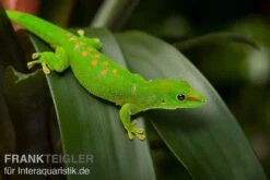Grosser Madagaskar Taggecko, Phelsuma Mad. Grandis DNZ -Zoofachgeschäft Grosser Madagaskar Taggecko Phelsuma madagacariensis grandis 3