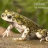 Grüne Zwergkröte, Bufo Debilis -Zoofachgeschäft Gruene Zwergkroete Bufo debilis 1