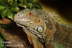 Zoofachgeschäft -Zoofachgeschäft Gruener Leguan Iguana iguana 2