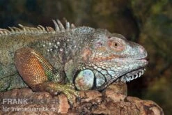 Grüner Leguan, Iguana Iguana -Zoofachgeschäft Gruener Leguan Iguana iguana 3