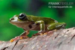 Grüner Riedfrosch, Hyperolius Fusciventris -Zoofachgeschäft Gruener Riedfrosch Hyperolius fusciventris 3