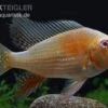 Heckels Buntbarsch Albino, Acarichthys Heckelii -Zoofachgeschäft Heckels Buntbarsch albino Acarichthys heckelii 1