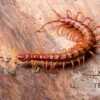Hundertfüßer, Scolopendra Subspinipes "Malay Red Cherry" -Zoofachgeschäft Hundertfuesser Scolopendra subspinipes Malay Red Cherry 2