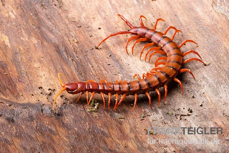 Hundertfüßer, Scolopendra Subspinipes "Malay Red Cherry" 3 Hundertfüßer, Scolopendra Subspinipes "Malay Red Cherry"