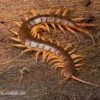 Hundertfüßer, Scolopendra Subspinipes "Thai-Red-Dragon" -Zoofachgeschäft Hundertfuesser Scolopendra subspinipes ThaiRedDragon 01