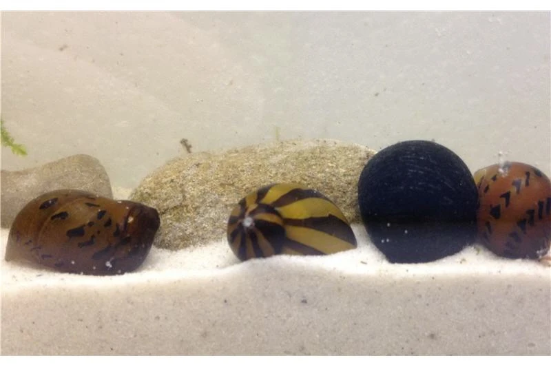 Rennschnecken-Bundle: 5x Rennschnecke Im Farbmix 4 Rennschnecken-Bundle: 5x Rennschnecke Im Farbmix – Bild 2