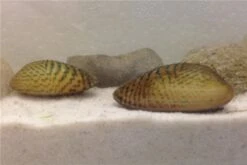 Schwebealgen-Bundle: 2x Ornamentmuscheln + 1 Portion Büschelfarn + 4 Bund-Pflanzen 12 Schwebealgen-Bundle: 2x Ornamentmuscheln + 1 Portion Büschelfarn + 4 Bund-Pflanzen -Zoofachgeschäft IMG 0509