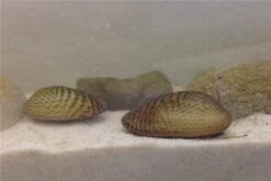 Schwebealgen-Bundle: 2x Ornamentmuscheln + 1 Portion Büschelfarn + 4 Bund-Pflanzen 13 Schwebealgen-Bundle: 2x Ornamentmuscheln + 1 Portion Büschelfarn + 4 Bund-Pflanzen -Zoofachgeschäft IMG 0510