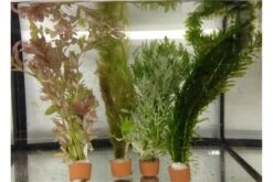 Schwebealgen-Bundle: 2x Ornamentmuscheln + 1 Portion Büschelfarn + 4 Bund-Pflanzen 11 Schwebealgen-Bundle: 2x Ornamentmuscheln + 1 Portion Büschelfarn + 4 Bund-Pflanzen -Zoofachgeschäft IMG 0520