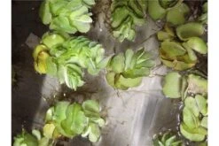 Schwebealgen-Bundle: 2x Ornamentmuscheln + 1 Portion Büschelfarn + 4 Bund-Pflanzen 10 Schwebealgen-Bundle: 2x Ornamentmuscheln + 1 Portion Büschelfarn + 4 Bund-Pflanzen -Zoofachgeschäft IMG 0523