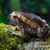 Indischer Ochsenfrosch, Kaloula Pulchra -Zoofachgeschäft Indischer Ochsenfrosch Kaloula pulchra 1