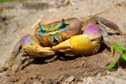 Indonesische Riesenlandkrabbe, Cardisoma Carnifex -Zoofachgeschäft Indonesische Riesenlandkrabbe Cardisoma carnifex 2