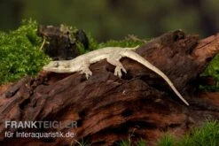 Jungferngecko, Lepidodactylus Lugubris -Zoofachgeschäft Jungferngecko Lepidodactylus lugubris1