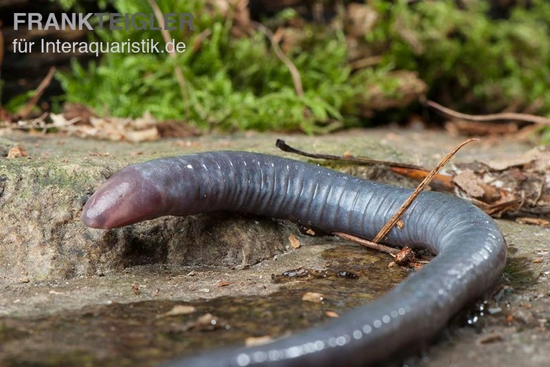 Kamerun Erdwühle, Geotrypetes Seraphini 3 Kamerun Erdwühle, Geotrypetes Seraphini
