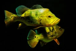 Zoofachgeschäft -Zoofachgeschäft Kammbuntbarsch Cichla monoculus 2