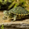 Karibische Schmuckschildkröte, Trachemys Venusta -Zoofachgeschäft Karibische Schmuckschildkroete Trachemys venusta 1