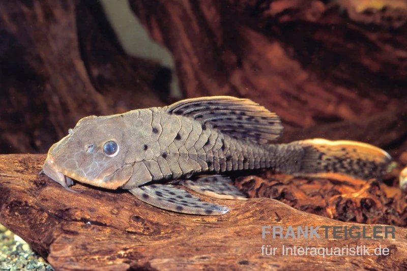 Wels L95 Rotbart-Tannenzapfenwels,Pseudorinelepsis Pellegrini 3 Wels L95 Rotbart-Tannenzapfenwels,Pseudorinelepsis Pellegrini
