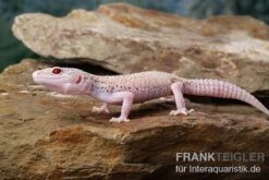 Leopardgecko, Eublepharis Macularius, BELL ALBINO ENIGMA -Zoofachgeschäft Leopardgecko Eublepharis macularius Bell Albino Enigma 12