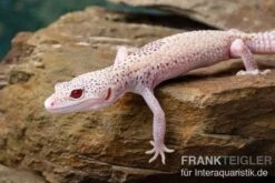 Leopardgecko, Eublepharis Macularius, BELL ALBINO ENIGMA -Zoofachgeschäft Leopardgecko Eublepharis macularius Bell Albino Enigma 14