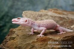 Leopardgecko, Eublepharis Macularius, BELL ALBINO ENIGMA -Zoofachgeschäft Leopardgecko Eublepharis macularius Bell Albino Enigma 22