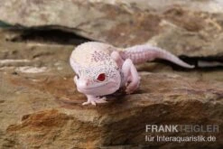 Leopardgecko, Eublepharis Macularius, BELL ALBINO ENIGMA -Zoofachgeschäft Leopardgecko Eublepharis macularius Bell Albino Enigma 4