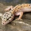 Leopardgecko, Eublepharis Macularius, ENIGMA -Zoofachgeschäft Leopardgecko Eublepharis macularius Enigma 2