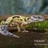 Leopardgecko, Eublepharis Macularius, LEMON FROST MACK SNOW -Zoofachgeschäft Leopardgecko Eublepharis macularius Lemon Frost Mack Snow 13