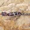 Leopardgecko, Eublepharis Macularius, MACK SNOW -Zoofachgeschäft Leopardgecko Eublepharis macularius Mack Snow 5