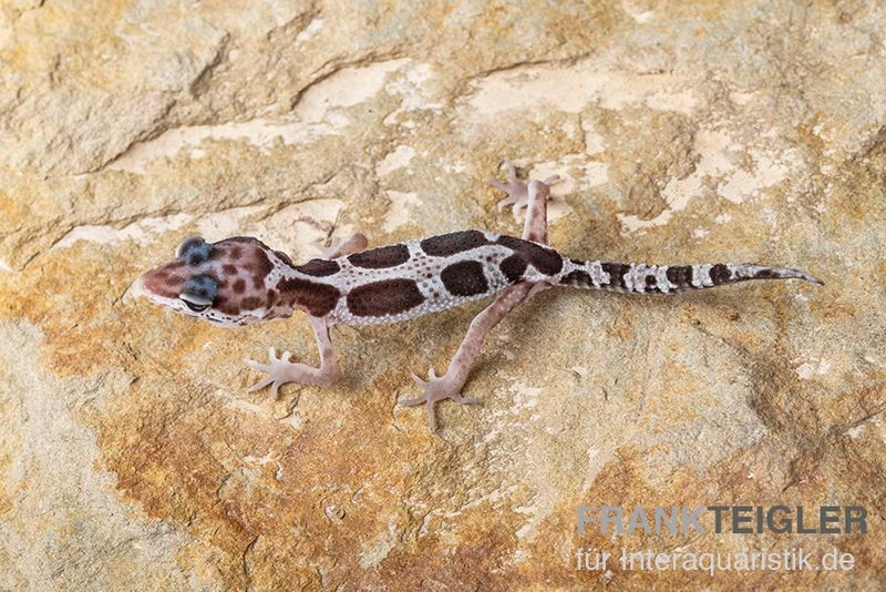 Leopardgecko, Eublepharis Macularius, MACK SNOW 3 Leopardgecko, Eublepharis Macularius, MACK SNOW