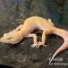Leopardgecko, Eublepharis Macularius, SUNGLOW