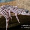 Leopardgecko, Eublepharis Macularius, SUPER MACK SNOW -Zoofachgeschäft Leopardgecko Eublepharis macularius Super Mack Snow 16