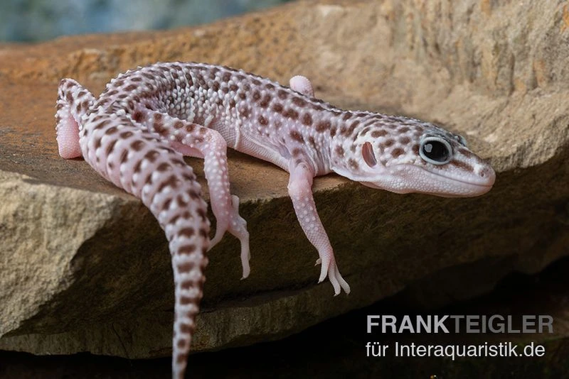 Leopardgecko, Eublepharis Macularius, SUPER MACK SNOW 3 Leopardgecko, Eublepharis Macularius, SUPER MACK SNOW