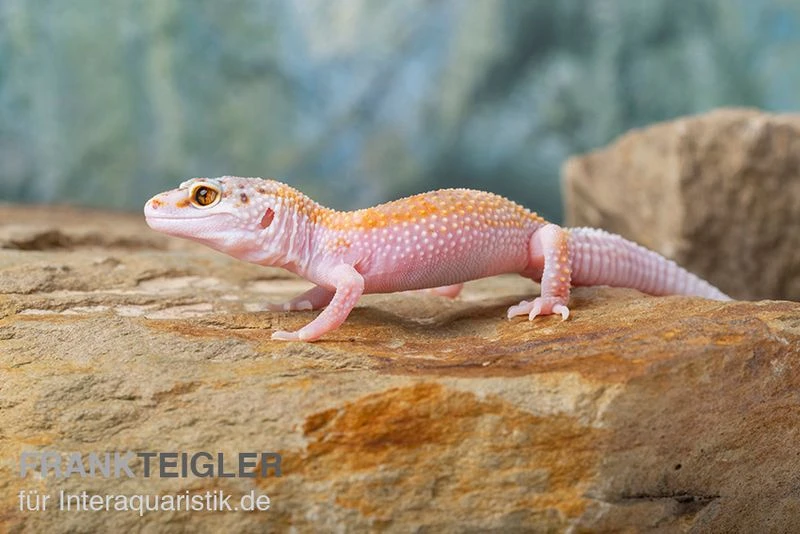 Leopardgecko, Eublepharis Macularius, WHITE & YELLOW 4 Leopardgecko, Eublepharis Macularius, WHITE & YELLOW – Bild 2