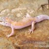Leopardgecko, Eublepharis Macularius, WHITE & YELLOW