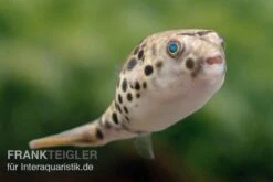 Leopardkugelfisch, Tetraodon Schoutedeni 9 Leopardkugelfisch, Tetraodon Schoutedeni -Zoofachgeschäft Leopardkugelfisch Tetraodon schoutedeni 1