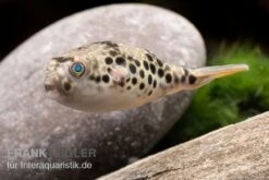 Leopardkugelfisch, Tetraodon Schoutedeni 11 Leopardkugelfisch, Tetraodon Schoutedeni -Zoofachgeschäft Leopardkugelfisch Tetraodon schoutedeni 3