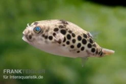 Leopardkugelfisch, Tetraodon Schoutedeni 13 Leopardkugelfisch, Tetraodon Schoutedeni -Zoofachgeschäft Leopardkugelfisch Tetraodon schoutedeni 6