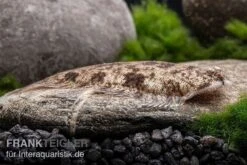 Leucorhynchos-Plattfisch, Süßwasserflunder, Achiroides Leucorhynchos 11 Leucorhynchos-Plattfisch, Süßwasserflunder, Achiroides Leucorhynchos -Zoofachgeschäft Leucorhynchos Plattfisch Achiroides leucorhynchos 2