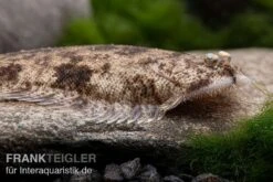 Leucorhynchos-Plattfisch, Süßwasserflunder, Achiroides Leucorhynchos 10 Leucorhynchos-Plattfisch, Süßwasserflunder, Achiroides Leucorhynchos -Zoofachgeschäft Leucorhynchos Plattfisch Suesswasserflunder Achiroides leucorhynchos 1 2