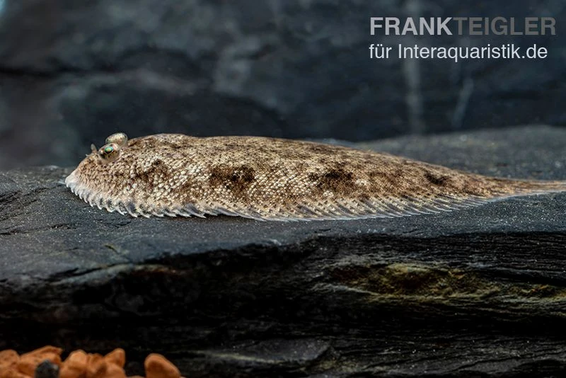 Leucorhynchos-Plattfisch, Süßwasserflunder, Achiroides Leucorhynchos 3 Leucorhynchos-Plattfisch, Süßwasserflunder, Achiroides Leucorhynchos